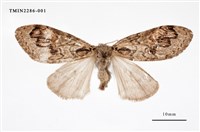 藏品(褐斑毒蛾)的圖片